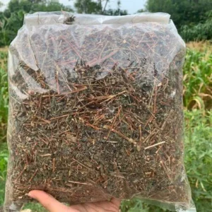 Cây Thuốc Dòi Tím