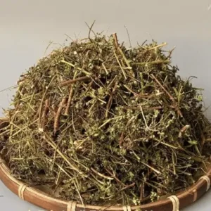Cây Chó Đẻ Răng Cưa Khô ( Diệp Hạ Châu )
