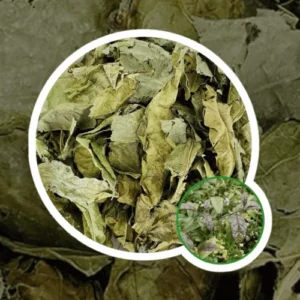 Cây Xạ Đen Hòa Bình Khô
